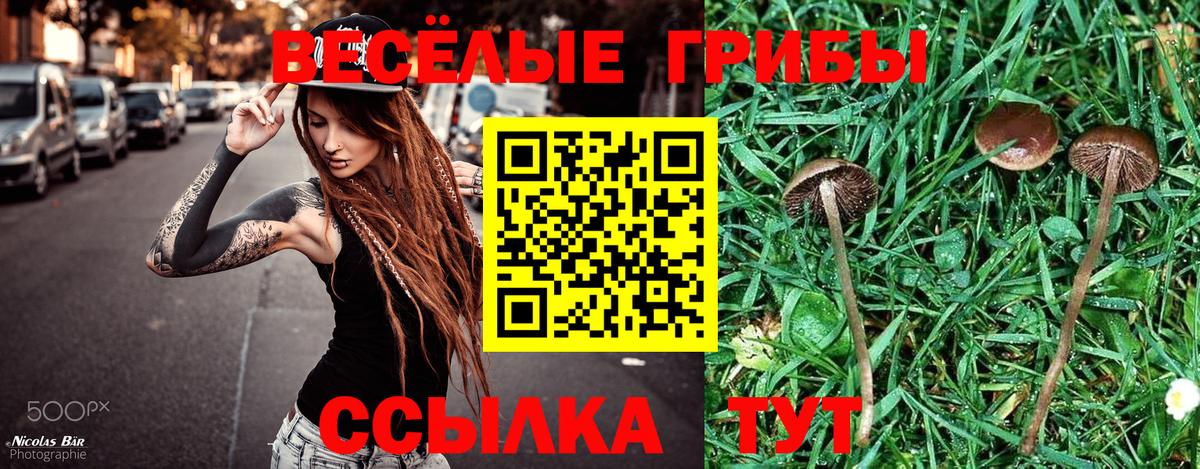 Сургут  Псилоцибиновые грибы GOLDEN TEACHER  Вход с VPN  Галлюциногенные грибы Psilocybe 